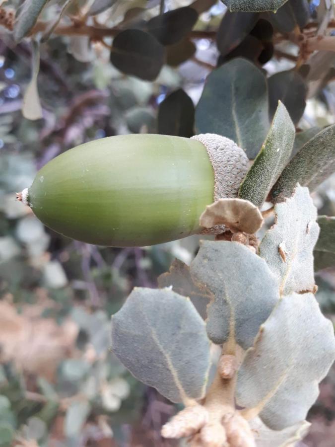 Agua De Mayo Hinojales Dış mekan fotoğraf